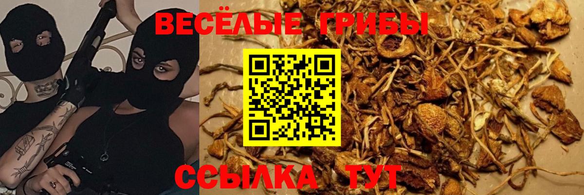 Владимир  Галлюциногенные грибы ЛСД  Галлюциногенные грибы Psilocybine cubensis  закладка  Вход с VPN 